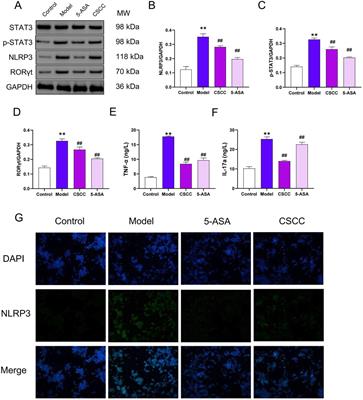 Wuwei Kushen Changrong capsule alleviates DSS-induced colitis in mice via inhibition of NLRP3 inflammasome and STAT3 pathway